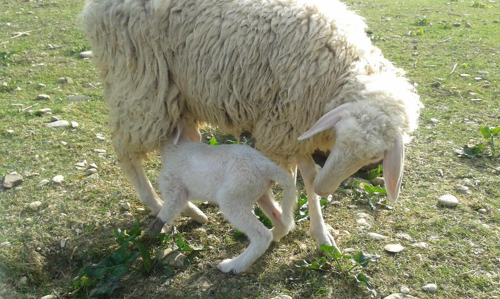 Agriturismo Lucciano San Casciano in Val di Pesa Kültér fotó